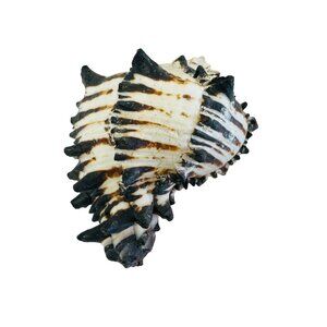 Spiky Tiger Conch Shell  Beach Decor Aquarium Addition Unique Seashell 3" x 3 1/